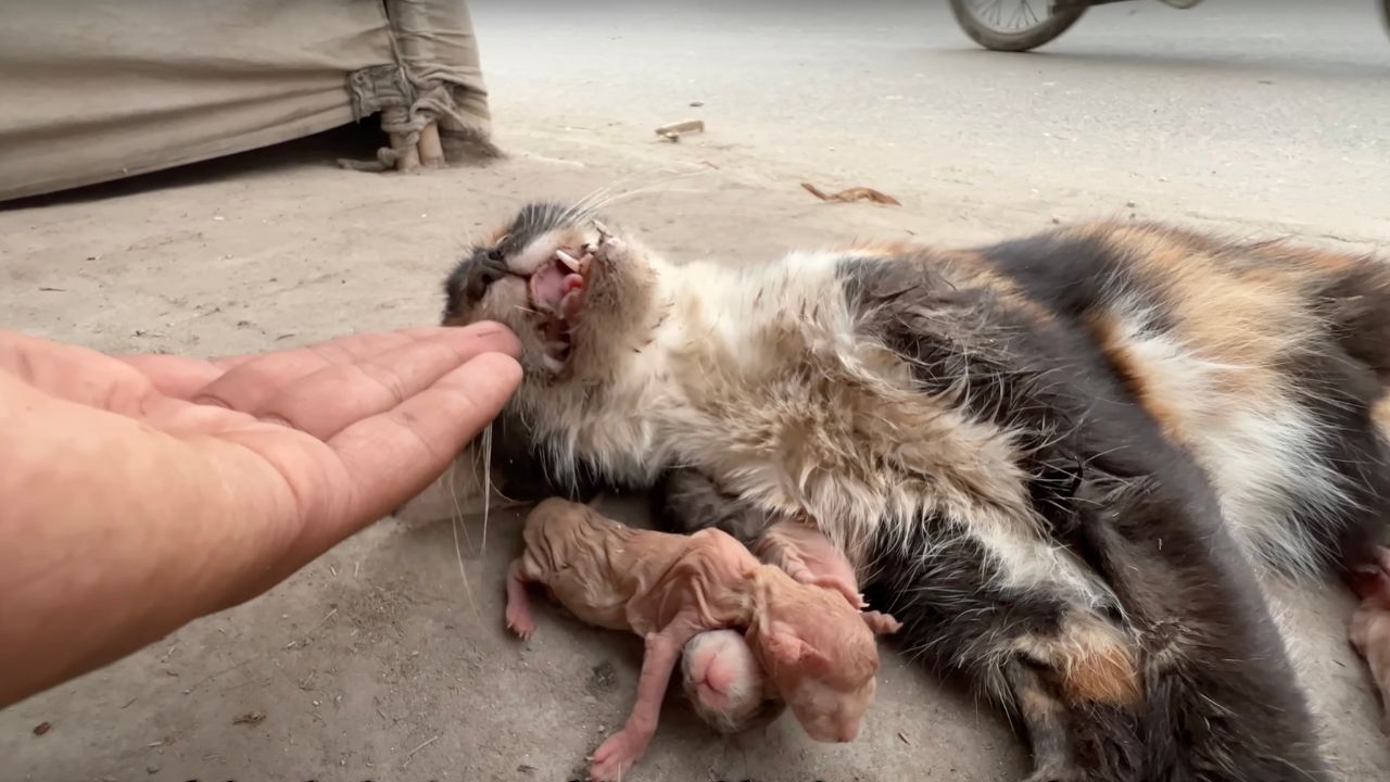 Gatta coi cani sul ciglio della strada