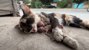 Dopo l’incidente la gatta è stata lasciata ai lati della strada: nessuno si preoccupava di lei