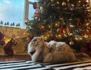 Gatti e albero di Natale, disastro assicurato? Queste 5 foto ci dicono proprio il contrario: che tenerezza