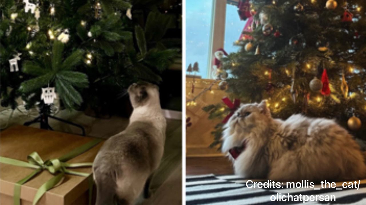 Gatti sotto l’albero