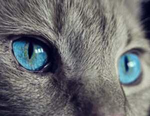 Gli scienziati hanno scoperto perché gli occhi dei gatti sono così abbaglianti