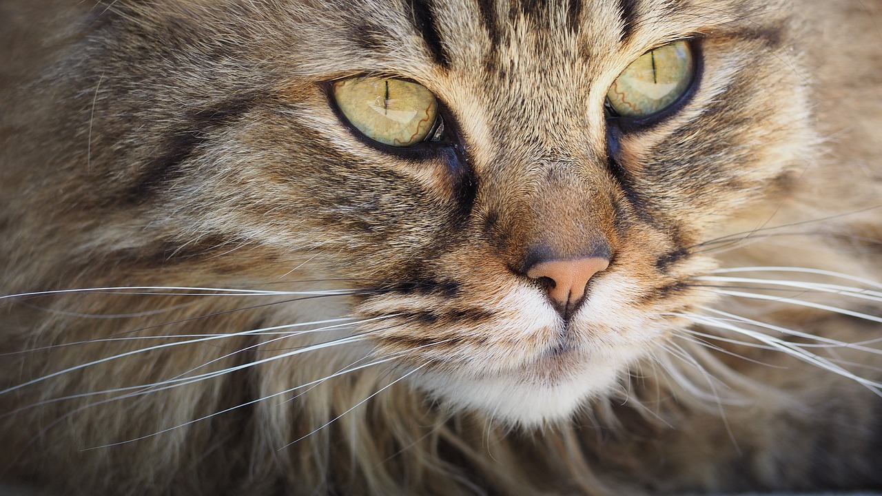 Gatto guarda avanti