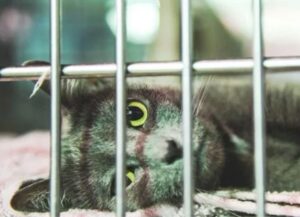 Ha allungato la sua zampetta attraverso la gabbia, attirando l’attenzione: così questo gatto ha trovato una famiglia