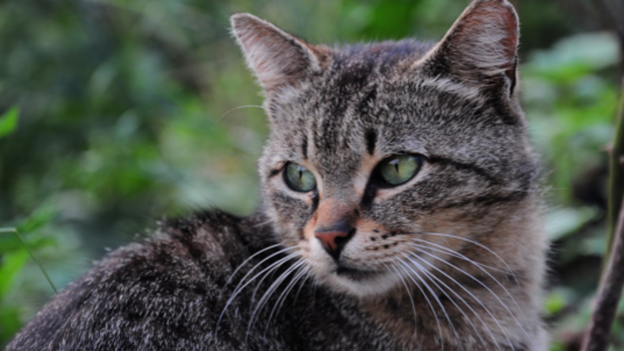 Gatto guarda avanti