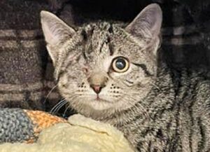 Il gattino con un occhio solo viene finalmente adottato e impara una volta e per tutte a fidarsi degli esseri umani