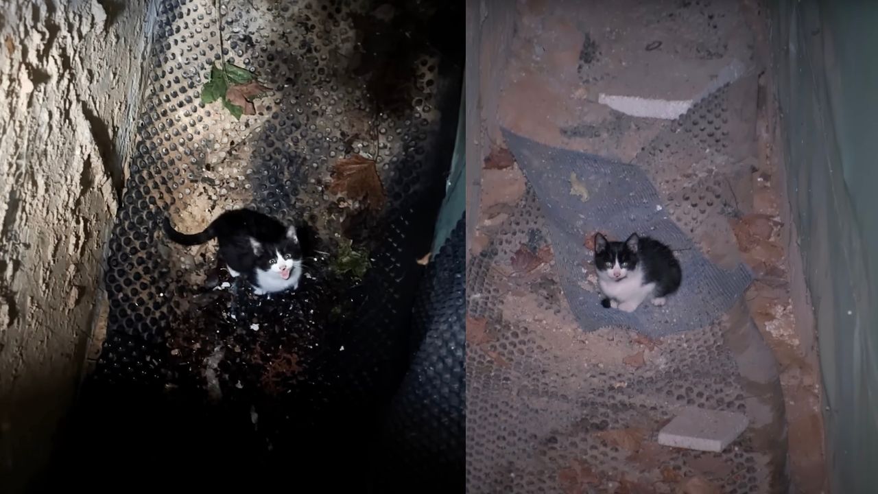 Gattino bianco e nero in un seminterrato