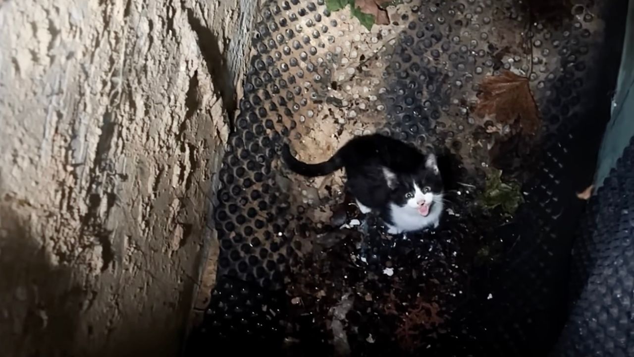 Gattino bianco e nero