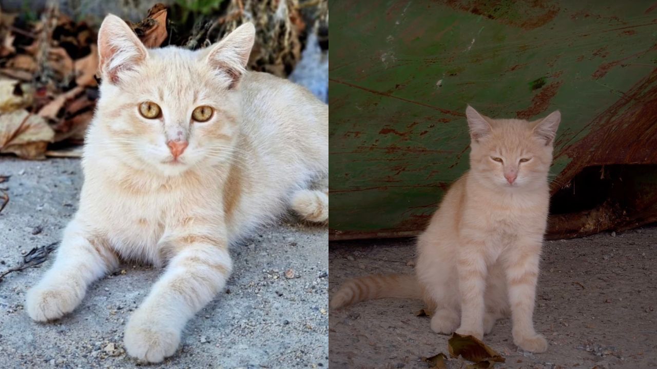 Gatto in strada