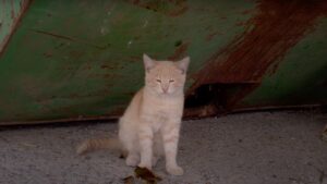 Il gattino randagio piange e chiama la sua mamma finché qualcuno, finalmente, lo sente