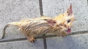 Il gattino randagio, scheletrico e spaventato, vagava senza meta cercando qualcuno che potesse dargli aiuto