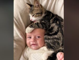 Il gatto e il neonato insieme in modo tenerissimo: questa accoppiata vincente ha sciolto i cuori di tutti