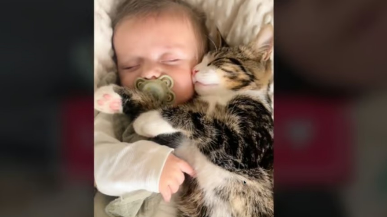 gatto e neonato inseparabili