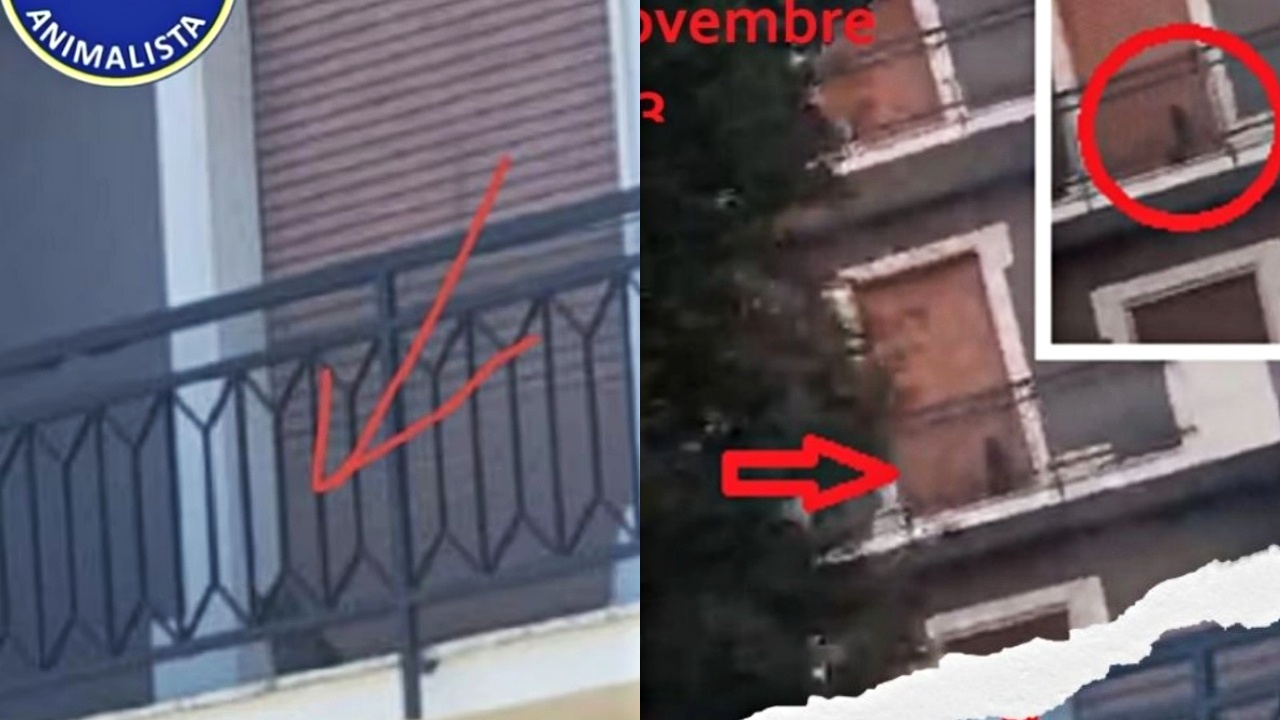 Cremona: gatto vive sul balcone