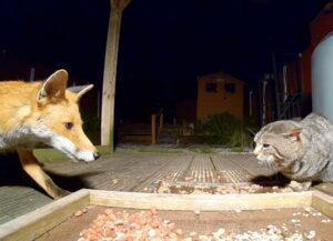 Il gatto ha deciso di fare amicizia con le volpi selvatiche che la sua mamma umana ha cominciato a nutrire