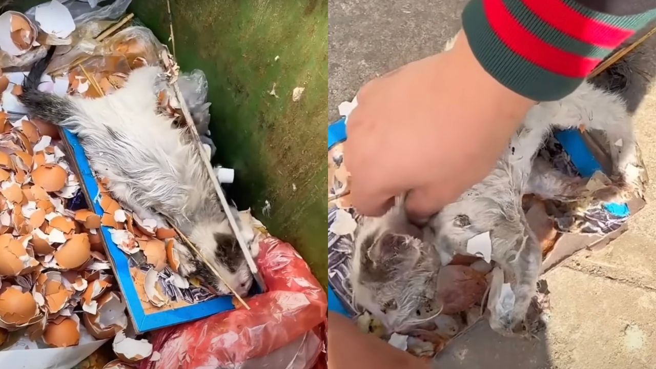 Gattino nella spazzatura