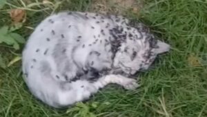 Interamente coperto di mosche, questo gattino era stato lasciato da solo e nessuno si era curato di lui