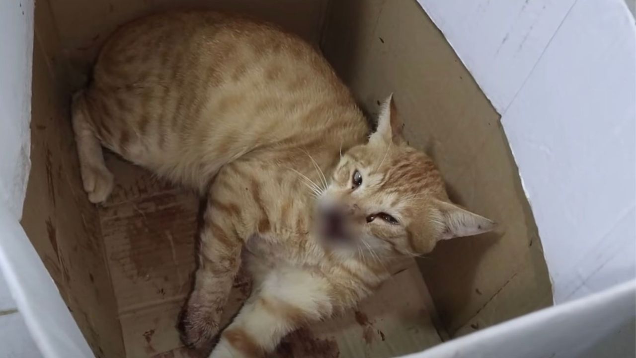 Gattina nella scatola