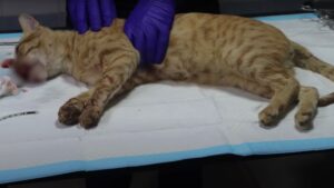 Investita da un’auto, la gattina per un attimo aveva mollato: il suo cuore si era fermato, voleva volare via