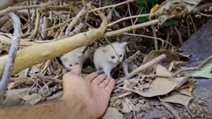 La gatta che aveva già perso alcuni dei suoi piccoli decide di voler salvare i suoi tre gattini