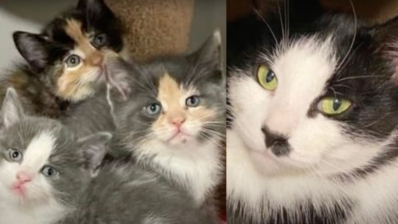Mamma gatta e cuccioli