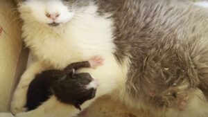 La gatta randagia e i suoi gattini appena nati hanno affrontato un momento durissimo: sono salvi per miracolo