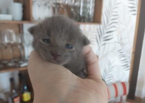 La gatta sterilizzata sorprende la sua padrona portando a casa un gattino