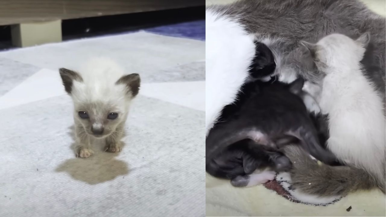 Gattina bianca adottata da micia