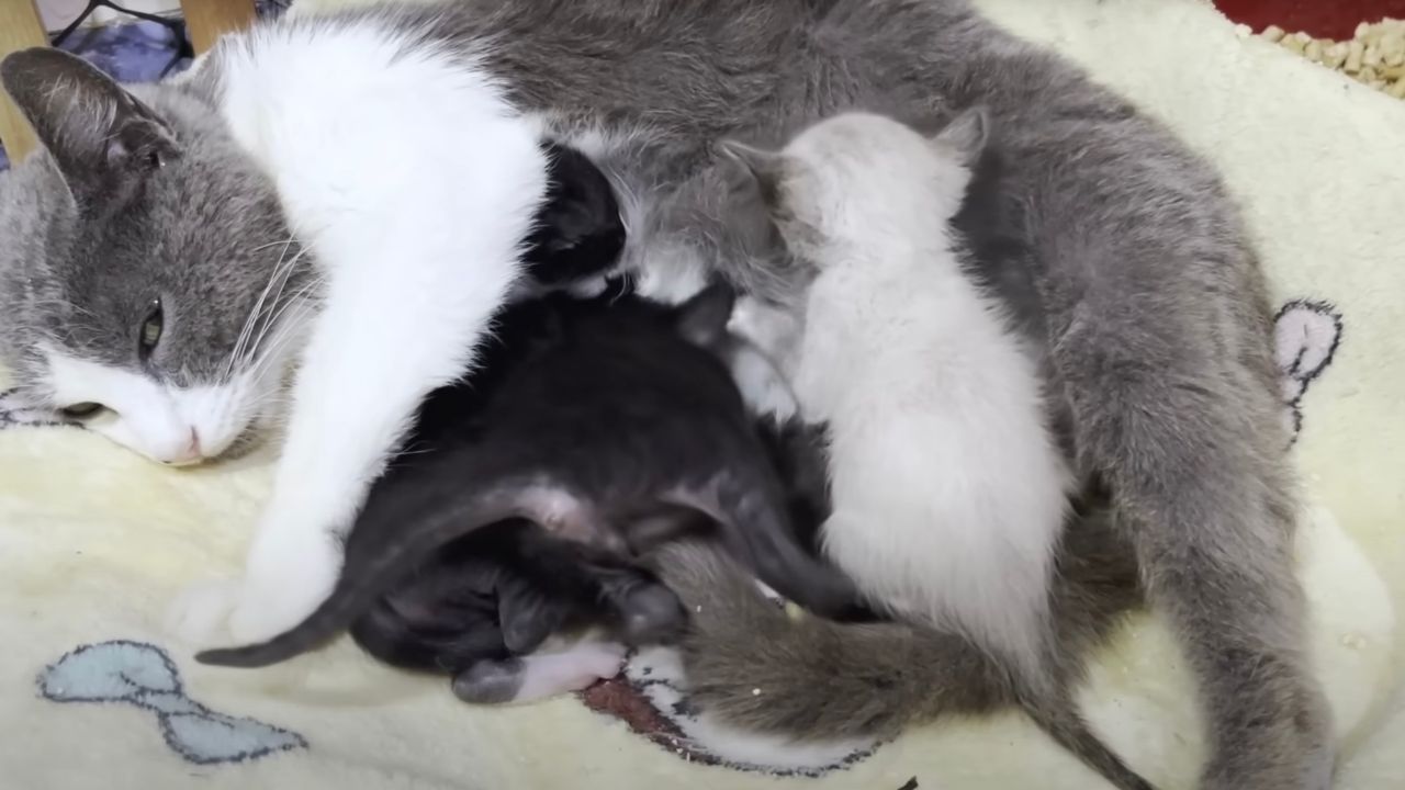 Mamma gatta con cuccioli