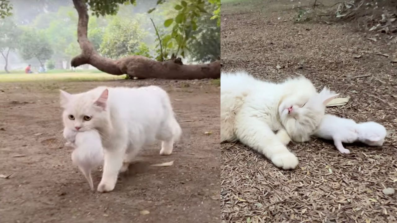 Gatto bianco con cucciolo