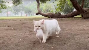 La mamma gatto randagia arriva immediatamente quando sente il suo gattino che miagola disperatamente