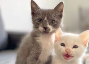 Li hanno trovati infreddoliti e bagnati: ora questi due gattini vivono felici al caldo di una casa