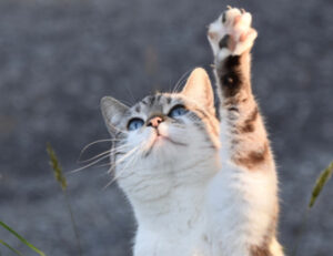Lo dice un esperto: queste sono le 5 cose fondamentali che devi assolutamente dare al gatto