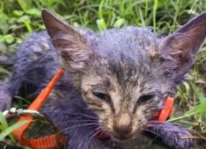 Lo hanno abbandonato al freddo: il gattino lanciava urla strazianti sperando che qualcuno si accorgesse di lui