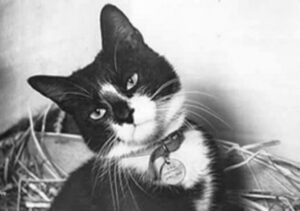 Lui era Unsinkable Sam, il gatto inaffondabile che visse su navi da battaglia: voi conoscevate la sua storia?