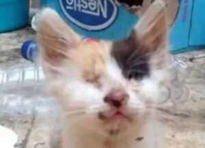 L’uomo salva una gattina con gli occhi chiusi: non immaginava cosa sarebbe potuto accadere