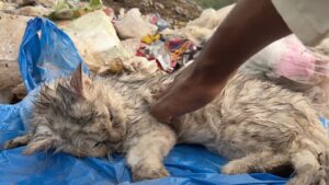 Magro, puzzolente e coperto di pulci, questo gatto sembrava in procinto di dire addio alla vita