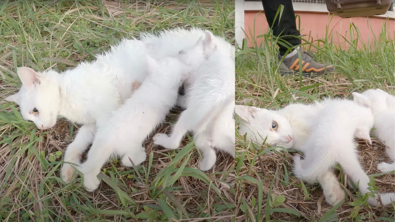 Mamma gatta bianca allatta cuccioli