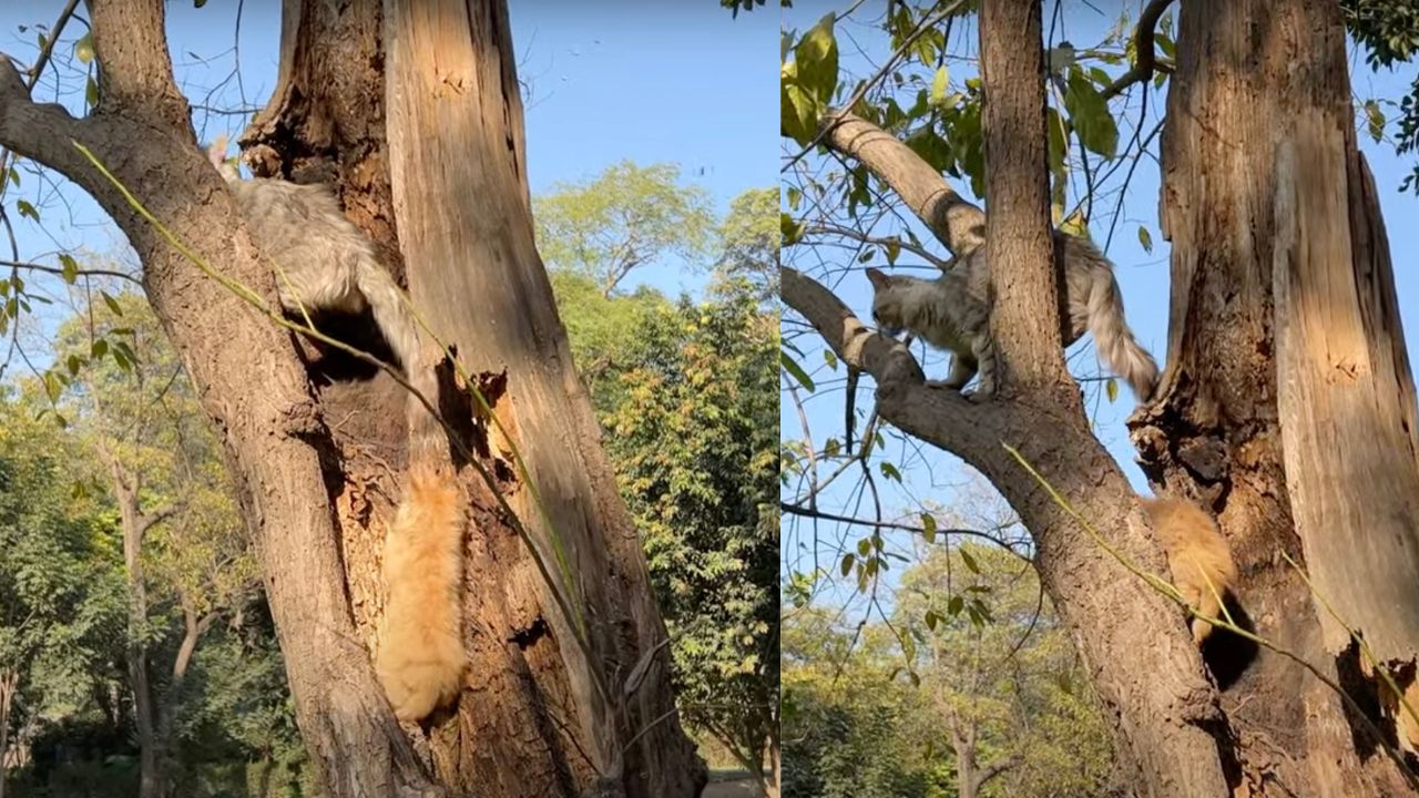 Mamma gatta scala l'albero col suo micino