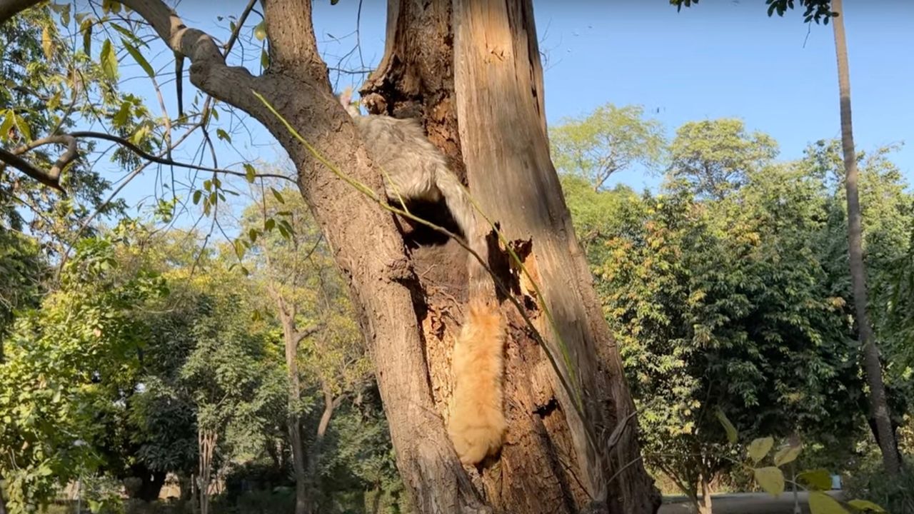 Mamma gatta insegna al micio come si cacciano gli uccelli