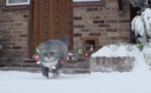 Il Natale del gatto sembrava irrimediabilmente rovinato, ma poi qualcosa ha cambiato tutto (VIDEO)