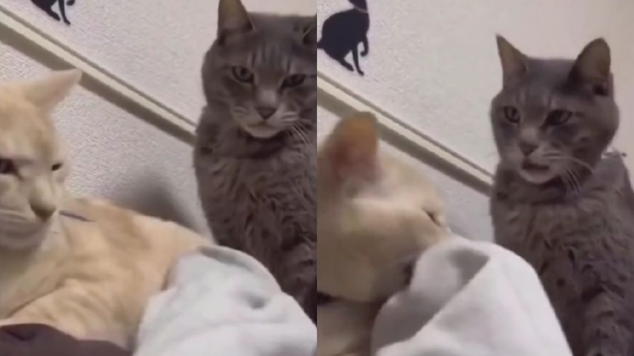 gatto spietato e arrabbiato