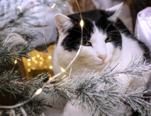 Per i gatti l’albero di Natale non è un gioco: teneteli d’occhio, potrebbero ferirsi o avvelenarsi
