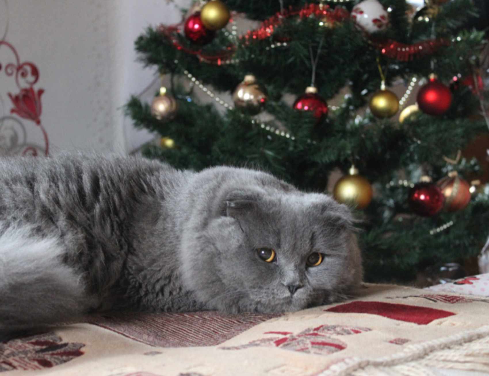 Gatto sotto l’albero