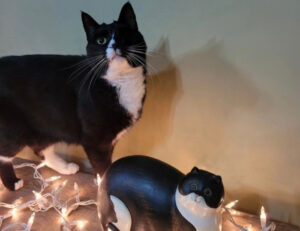 Per la sera della Vigilia di Natale fermati un attimo e guarda questi 5 gatti deliziosi che si godono le feste