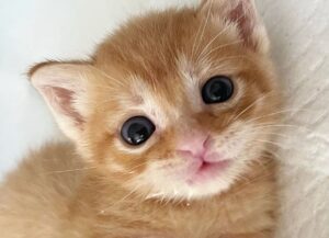 gattino felice