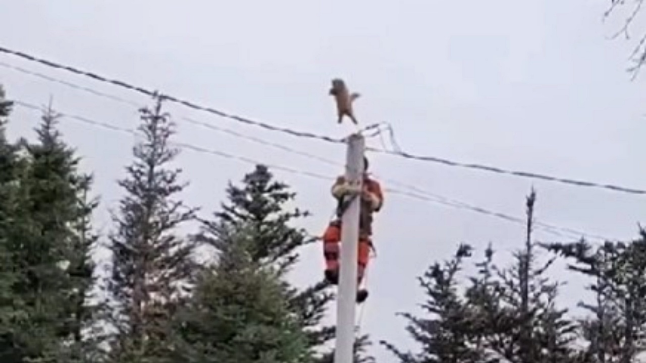 Soriano arancione sul palo della luce