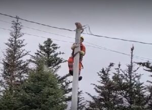 Questo Soriano arancione ha dimostrato la sua abilità facendo un salto incredibile dal palo su cui si era arrampicato