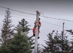 Questo Soriano arancione ha dimostrato la sua abilità facendo un salto incredibile dal palo su cui si era arrampicato