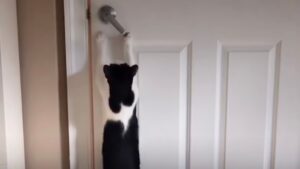 Questo gatto impara ad aprire la porta di casa per incontrare i gattini randagi che girano nei dintorni