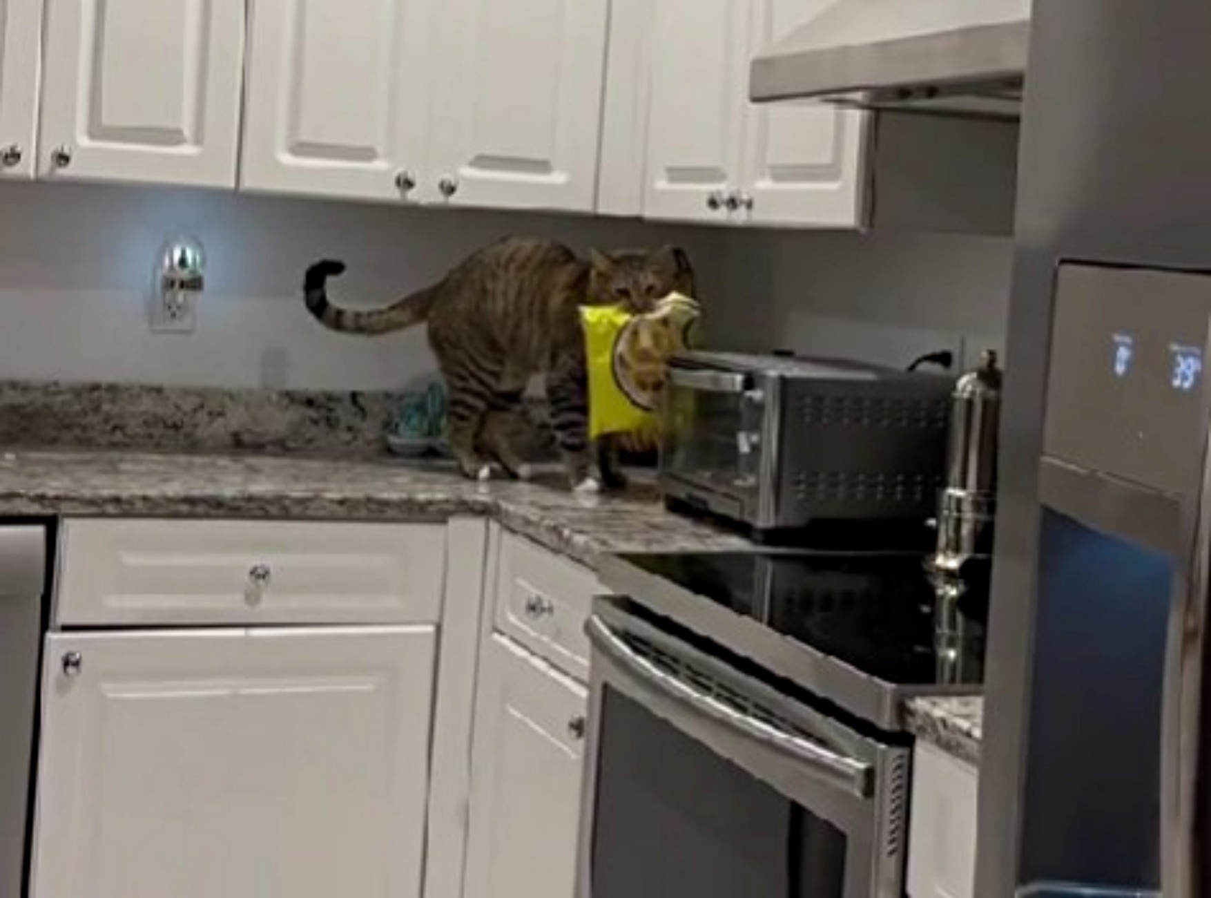 gatto prova a rubare cibo